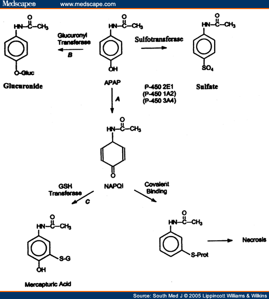 Metabolism of acetaminophen, including identification of metabolic sites 