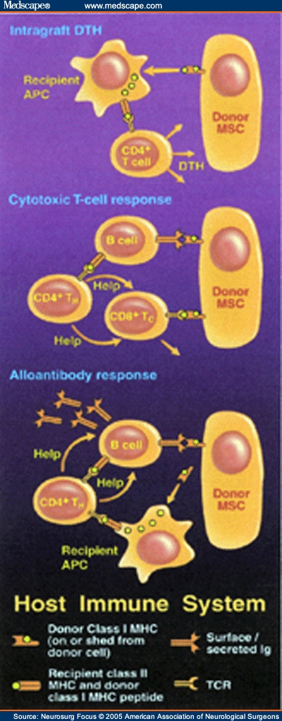APC = antigen presenting cell; DTH = delayed type hypersensitivity reaction; 