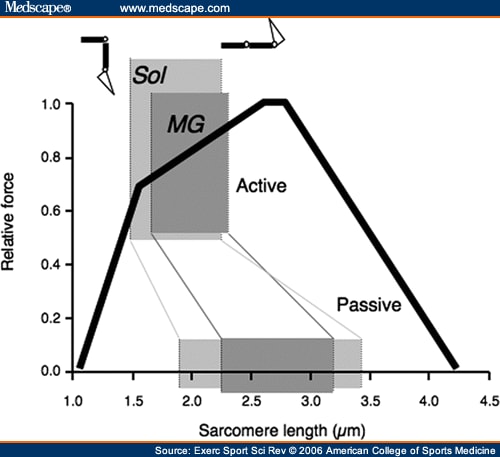 isometric contraction