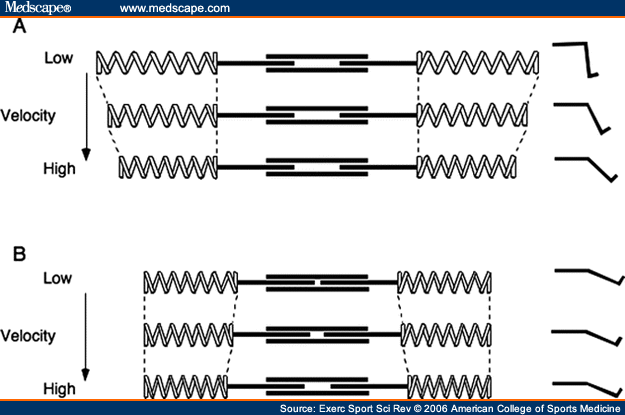 Isokinetic Contraction