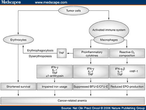 multiple myeloma pathophysiology