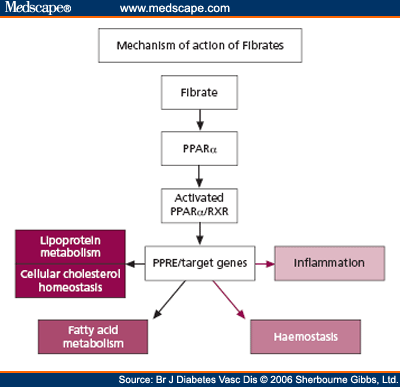 atorvastatin mechanism of action