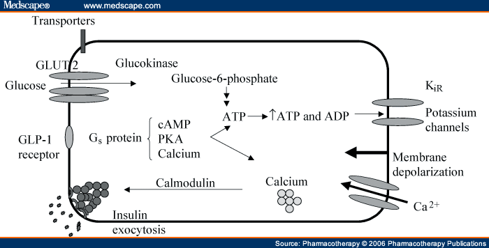 Adenosine Triphosphate Atp