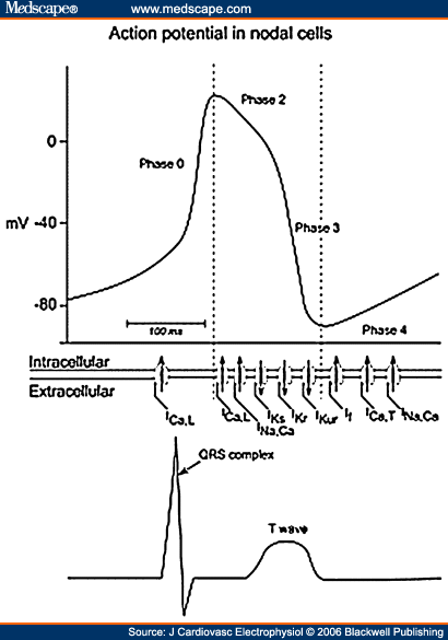 Nodal Action Potential