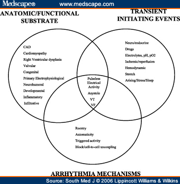 cat veins and arteries diagram. Cat+arteries+diagram