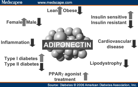 adiponectin structure