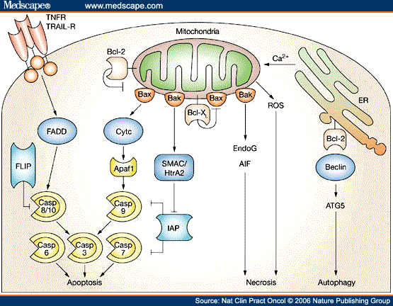 Mitochondria Schematic