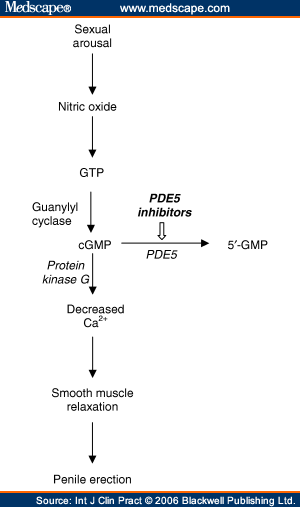 cialis mechanism of action