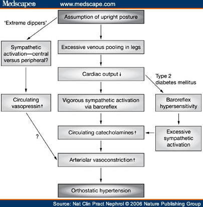 Pathophysiological mechanisms proposed to underlie orthostatic hypertension.
