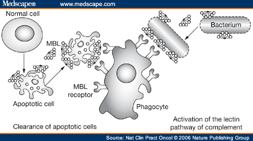 mannose binding lectin