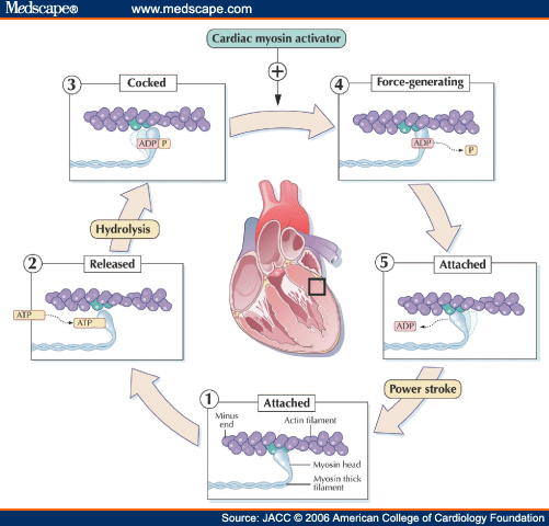 adenosine triphosphate.