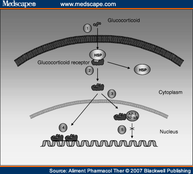 Mechanism of action of steroids in itp
