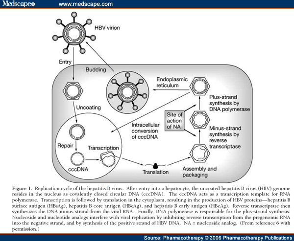 Nucleoside Analog