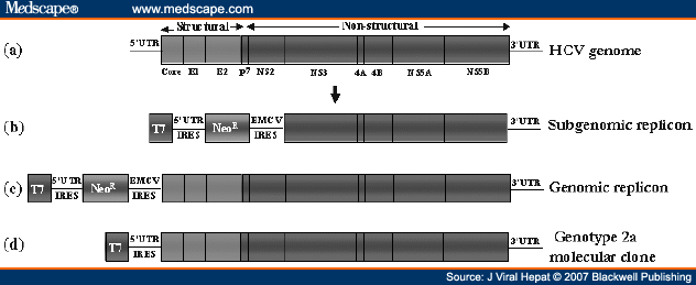 In Vitro Replication Models For The Hepatitis C Virus