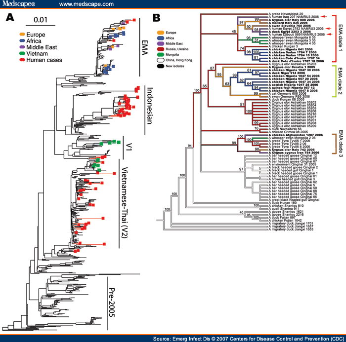 avian phylogenetic tree