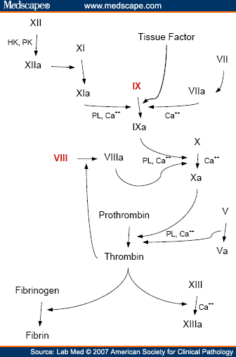Schematic diagram of the coagulation cascade illustrating the factors whose 