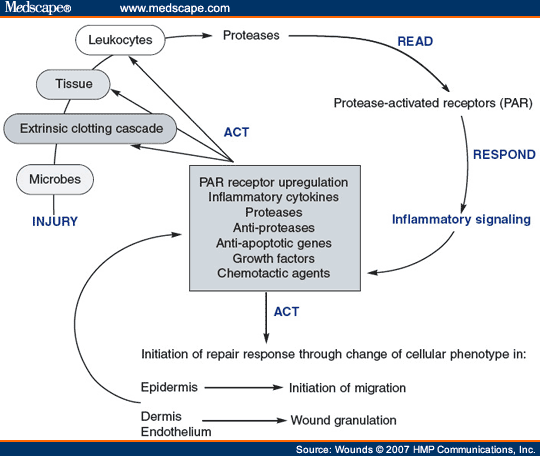 Process Of Inflammation