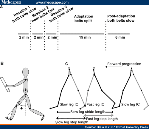 Locomotor Adaptation On A Split-belt Treadmill