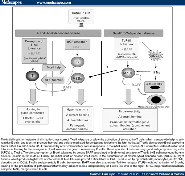 Important Role For B-cells In The Pathogenesis Of Sjogren's Syndrome.