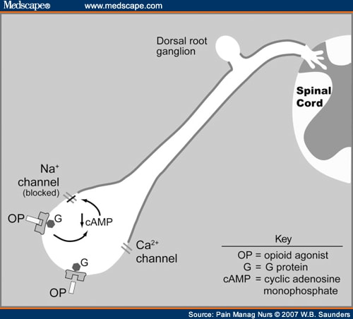 Receptors, Opioid; Endorphin Receptors; Enkephalin Receptors; Narcotic ...