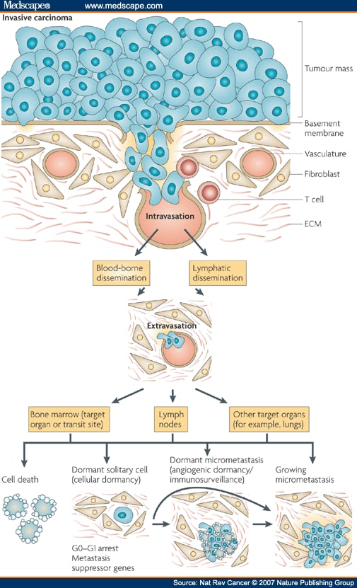 animal cell diagram with labels for. animal diagram of the