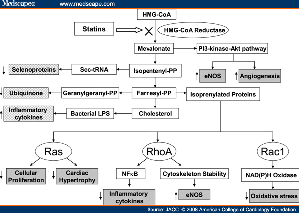 Nitric Oxide Side Effects. eNOS  endothelial nitric