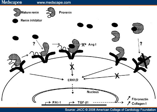 Direct Renin Inhibitor