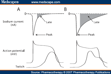 Slow Action Potential