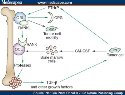 The bone metastasis 'vicious' cycle with recent updates.