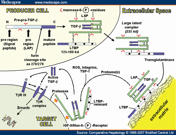 Transglutaminase Mechanism