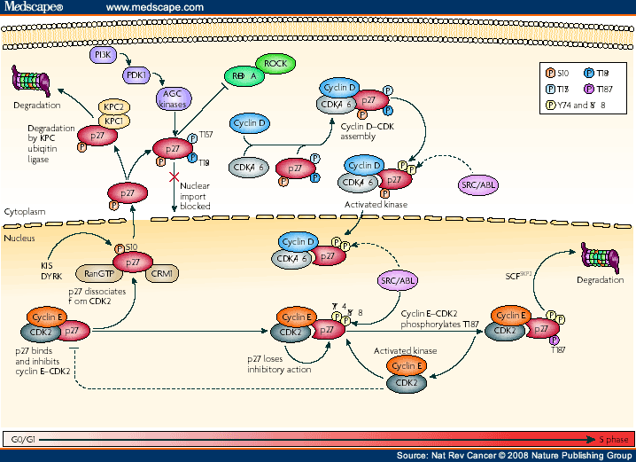 P27 Pathway