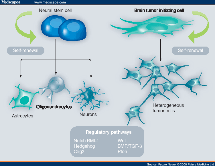 Implications Of The Cancer Stem Cell For NeuroOncology