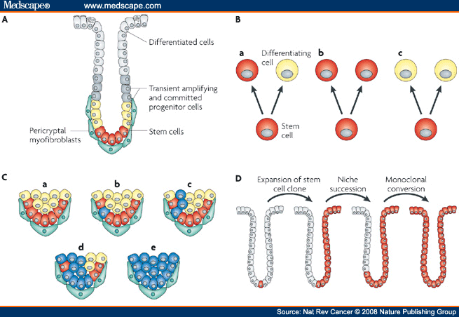 crypt cells