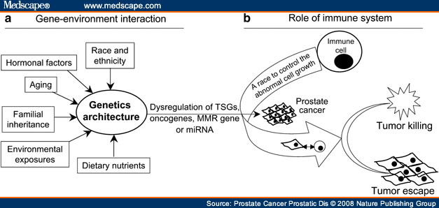 prostate growth
