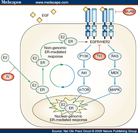 cancer signaling pathways. ER/GF signaling pathways and