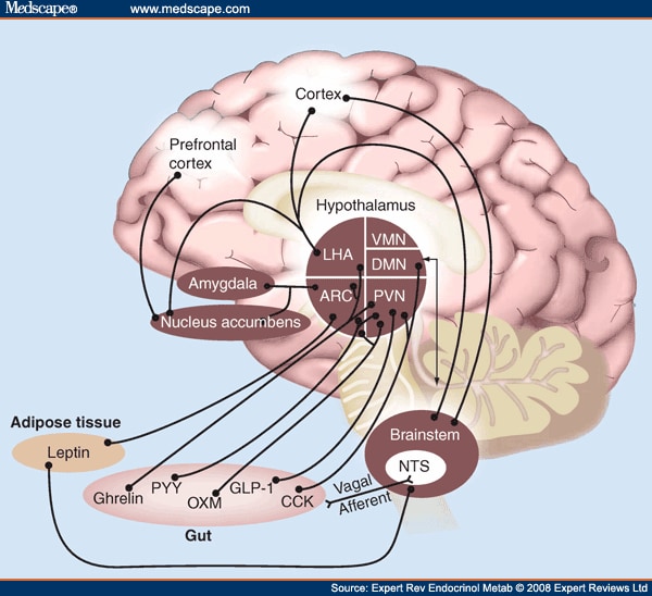 modulate appetite control.