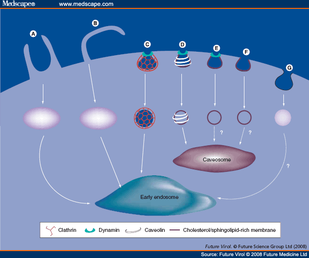 caveolar endocytosis