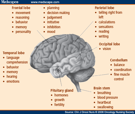Functions of the Brain by Location. Note. From "The Essential Guide to Brain 