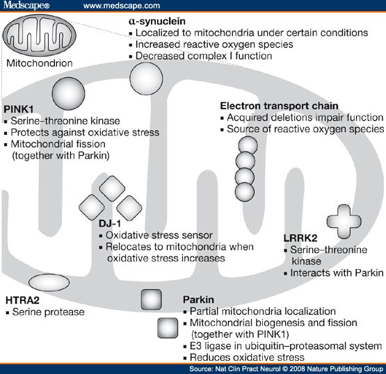 electron transport chain. electron transport chain