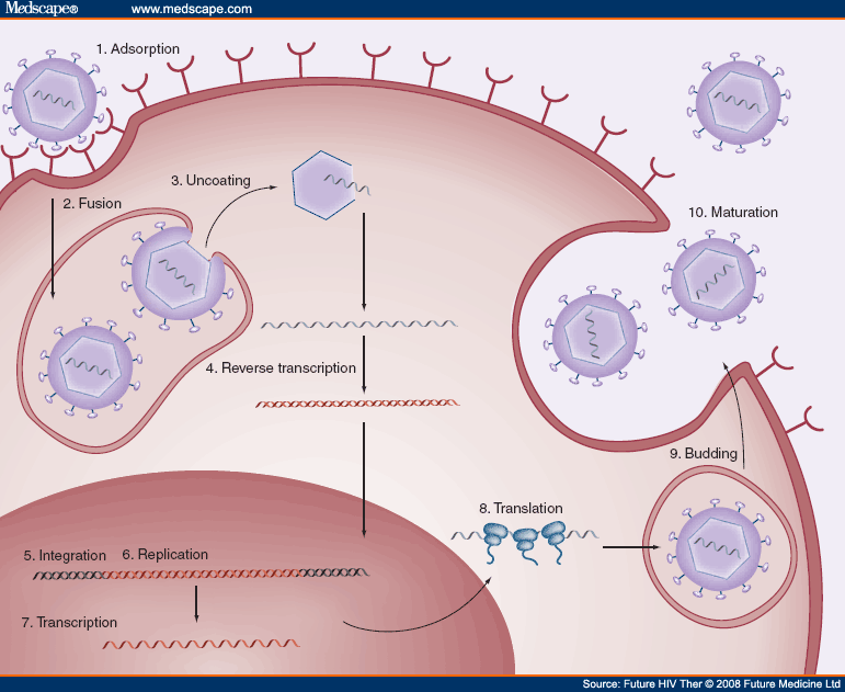 Update On The Development Of Hiv Entry Inhibitors