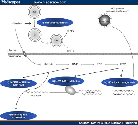 Ribavirin Mode Of Action In Chronic Hepatitis C