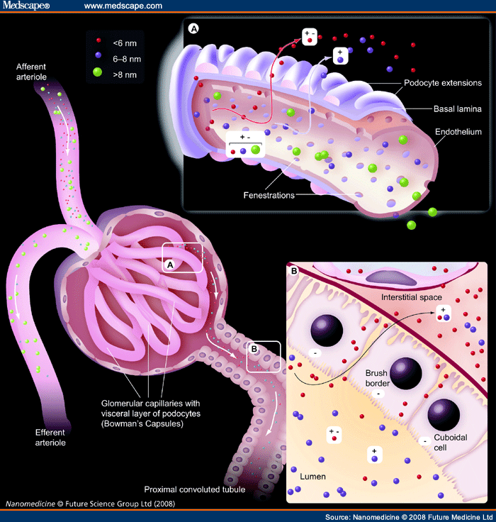 Capillary Bed Structure