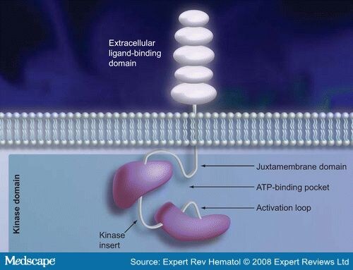Aml leukemia prognosis in adults