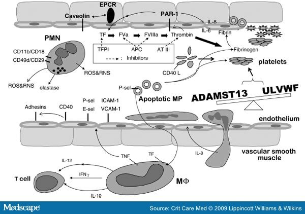 Tissue Factor Pathway