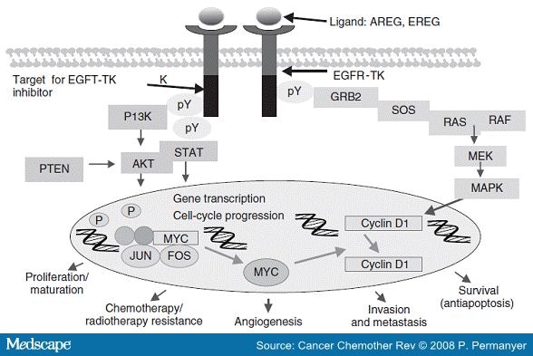 Erbb3 Pathway