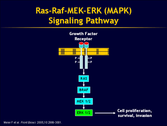 braf signaling pathway