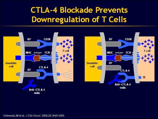 AntiCTLA4 Monoclonal Antibodies for the Treatment of