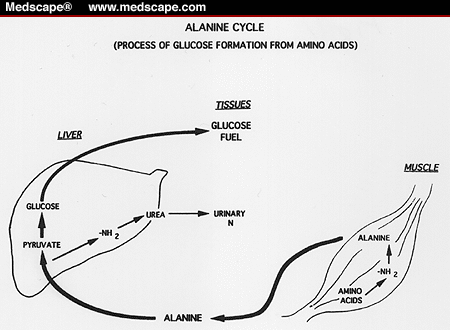 Alanine cycle.