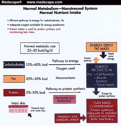 Anabolic and catabolic state