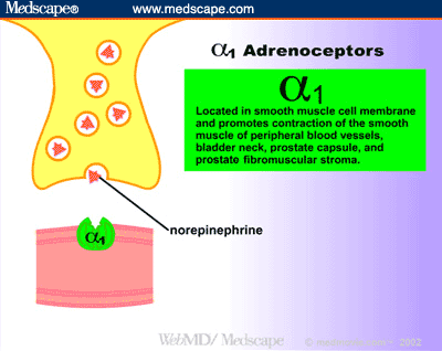 Cardiac Muscle Depolarization